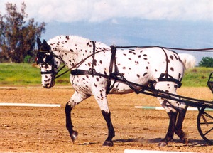 blanche